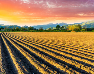 beautiful spring season nature landscape of rows of plowed agricultural field with golden  ridges and nice green mountains with cloudy sunset on background