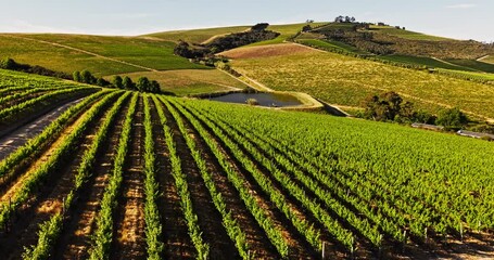 Drone, wine farm and landscape for crops, plants and sustainability with organic grapes in summer. Aerial view, outdoor and vineyard with eco friendly fruit, agriculture and growth in countryside - Powered by Adobe