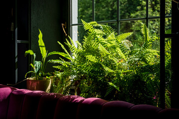 Sunlight streams in, illuminating lush ferns and a warm, cozy seating area
