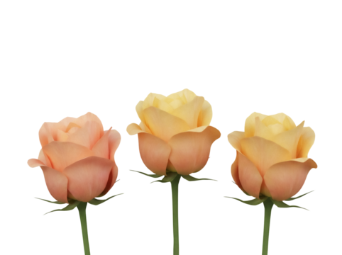 Three peach and yellow roses isolated PNG on transparent background, beautiful pastel flowers for wedding invitations and floral designs