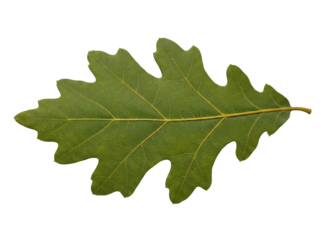 Green oak leaf isolated PNG on transparent background, foliage detail of a deciduous tree for nature and botanical design