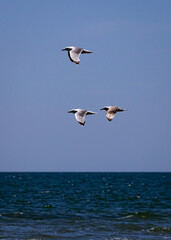 Three seagulls in synchronous flight