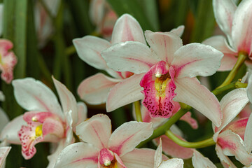 Closeup on orchid in the tropical garden
