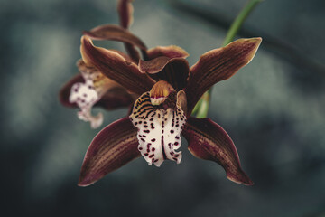 Closeup on orchid in the tropical garden