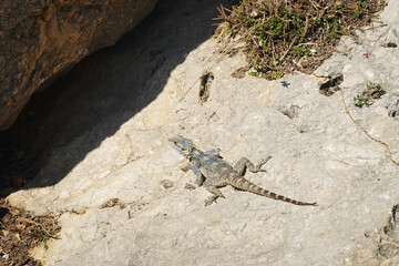 Laudakia stellio lizard in Antalia region, Turkey
