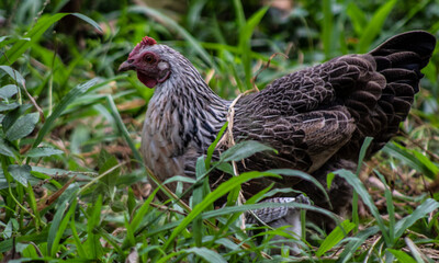 Farm Hen Searching for Food in Natural Outdoor Environment