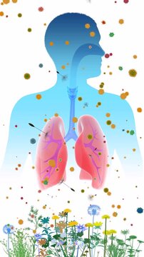 3D animation of the human respiratory system and pollen flying in the air. ENT and lungs superimposed on a human silhouette with a color gradient. Alongside flowers and plants that trigger spring.