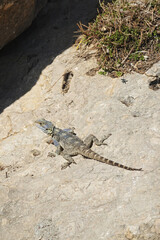 Laudakia stellio lizard in Antalia region, Turkey