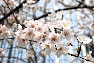 Obraz premium 青空に映える桜