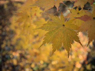 11月に色付いたモミジ
