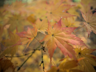 11月に色付いたモミジ