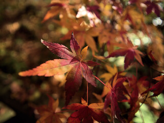11月に色付いたモミジ