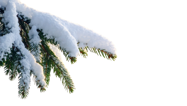  Snowy Christmas Tree Branch PNG