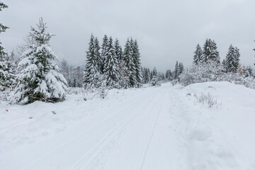 Winter forest trail in Lazisko, Slovakia with snow
