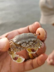 A gentle hand holds a spotted Hanuman crab on the Cha-am shore, capturing a quiet encounter between human touch and coastal wildlife—an intimate moment shaped by sand, sea, and delicate living detail.
