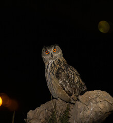 BUHO REAL ( bubo bubo ) fauna ibérica