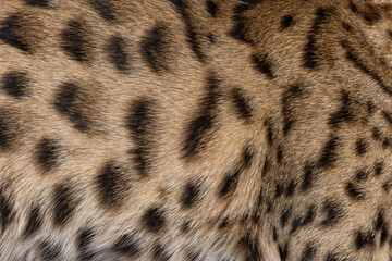 Full frame of Savannah cat fur