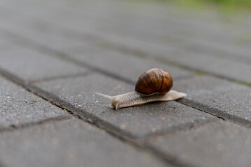 A brown garden snail crawls slowly on a textured gray pavement. The snail has a coiled shell and a soft body, showcasing its natural habitat.