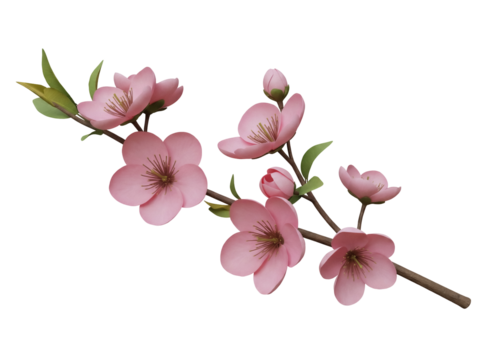Pink cherry blossom branch isolated PNG, spring flowers on transparent background for design elements and decorative use