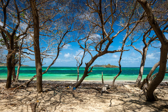 Tropical turquoise Hermitage seascape of Carriacou framed by a tangle of Manchineel tree trunks and branches