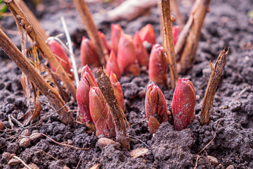 Fresh red shoots break through the dark, rich soil, signaling the start of a lively spring season