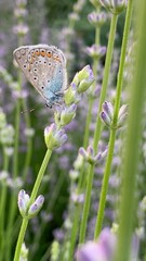 A Xerces blue butterfly sits on a bush of blooming lavender flowers in a garden in soft sunlight. Summer vibes. Close view. For video presentation, advertising, background. 