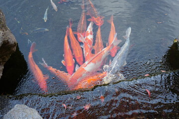 京都 秋の紅葉の季節の城南宮の風景
