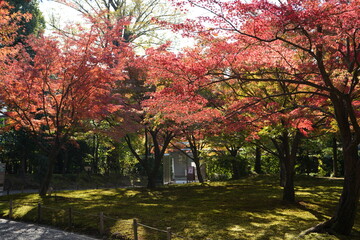 京都 秋の紅葉の季節の城南宮の風景