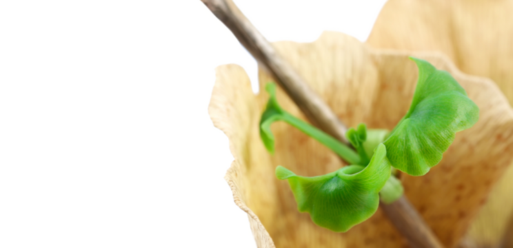 Small young green leaves ginkgo biloba isolated on whitebackground