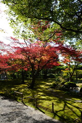 京都 秋の紅葉の季節の城南宮の風景