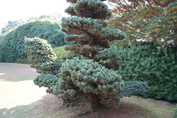 京都 秋の紅葉の季節の城南宮の風景