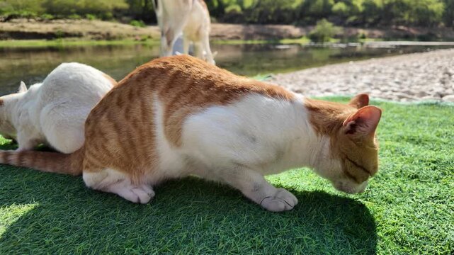 Calico cat eating a fresh fish outdoors on artificial green grass, showcasing the natural habitat and animal life in the scenic Wadi Darbat valley, Oman