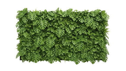 Lush green plant wall with Monstera leaves and diverse foliage, cut out, stock png, isolated on transparent background