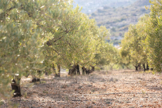 green Olive trees in March, Spain Almeria