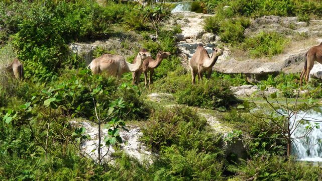 Wadi Darbat showcasing clear emerald water flowing into a natural pool with camels, surrounded by lush vegetation and rocky terrain under a vibrant blue sky, offering natural landscape in Dhofar, Oman