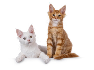 White and red Maine Coon cat kittens, sitting and laying together. Looking towards camera. Isolated...