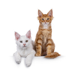 White and red Maine Coon cat kittens, sitting and laying together. Looking towards camera. Isolated...