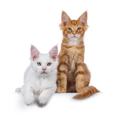 White and red Maine Coon cat kittens, sitting and laying together. Looking towards camera. Isolated...
