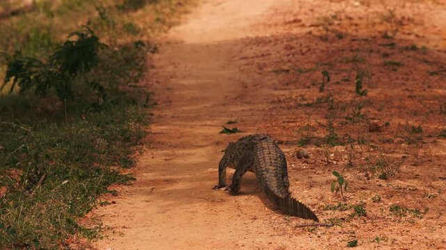 Mugger crocodile Latin. Crocodylus palustris, walking along a dirt road in Sri Lanka. wildlife footage suitable for nature documentaries. Swamp crocodile, or mager in slow motion.