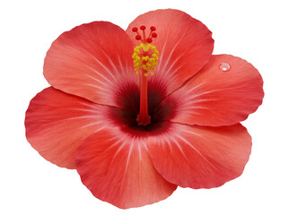 Vibrant red hibiscus flower PNG isolated on transparent background, tropical blossom with detailed...