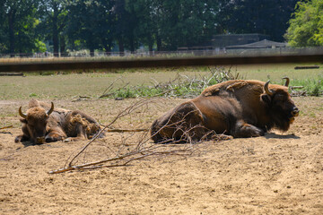 Mother bison with her calf at the farm