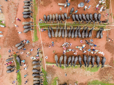 Aerial view of cattle market bustling with people and livestock, the ground a patchwork of earthy tones and textures, Rajshahi, Rajshahi Division, Bangladesh.