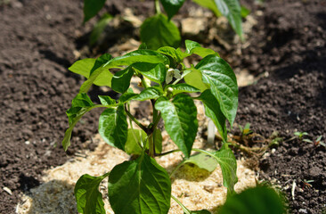 Young Pepper Plant Growing in a Garden Bed with Mulch in sunny day