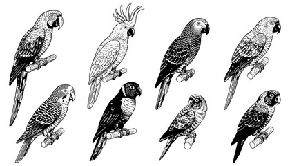 Detailed black and white parrots illustration with various bird species in artistic style