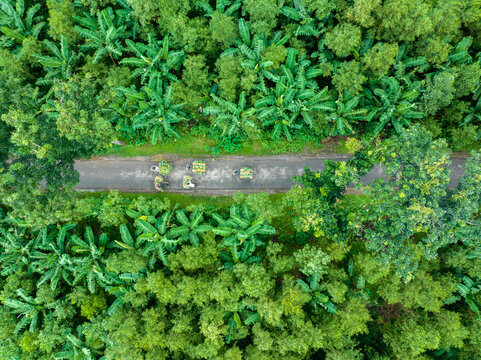 Aerial view of a narrow asphalt road cutting through a dense, lush green forest canopy, with people transporting goods, Jalchatro, Dhaka Division, Bangladesh.