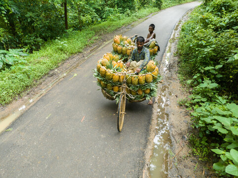 Jalchatro, Bangladesh - 05 August 2025: Aerial view of men transporting pineapples on bicycles along a narrow road, bordered by lush green vegetation.