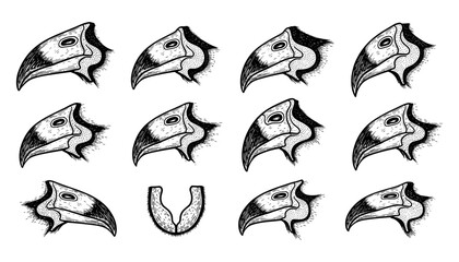 Detailed bird beaks collection: hand-drawn ink style featuring various avian species
