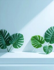 Vibrant monstera leaves on a serene light blue shelf and wall, accented by a striking diagonal sunbeam.