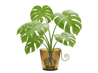 Monstera plant in amber glass pot PNG isolated on transparent background, tropical houseplant with split leaves for interior decor