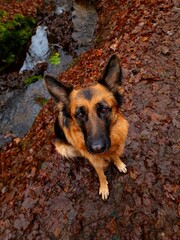 German shepherd photographed from above in autumn with stream in background